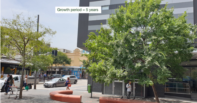 Photo comparing two trees in a city trial of specialised soil volume systems, showing much more vigorous growth in the tree planted in a soil vault