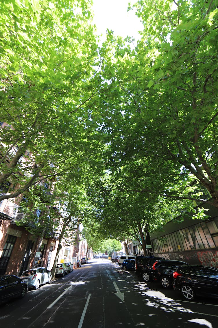 A tree-lined street in a built-up area with multi-storey buildings with complete 100% canopy cover